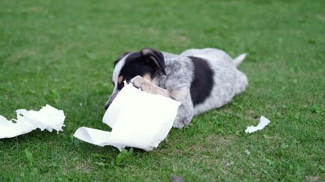 Puppy making mess with toilet paper playing alone on the grass, close-up. Cute dog holding napkins roll in mouth. Playful funny pet. 