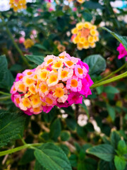 red and yellow flowers
