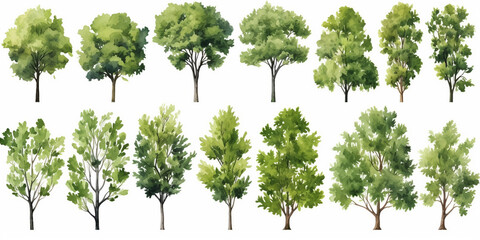 Fototapeta premium Tree watercolor style vector illustration set