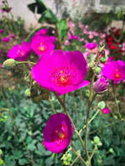 pink flower in garden