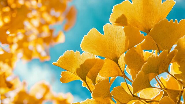 Golden ginkgo leaves fill the frame against a vivid blue sky. Bright autumn colors evoke feelings of warmth and seasonal change. 