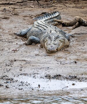 Large male  saltwater crocodile on the Daintree River, Australia