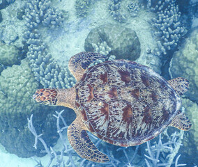 A green sea turtle (Chelonia Mydas) swimming amongst coral on the Great Barrier Reef, Australia