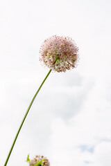 Blooming onion flower head against sky.
