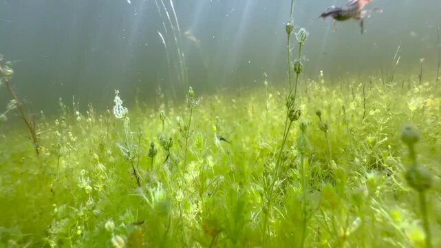 Close up underwater footage of Great diving beetle (Dytiscus marginalis) larva swimming, Estonia.