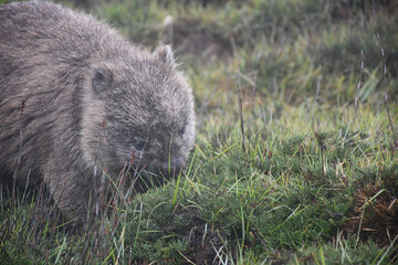 Wombat on the grass