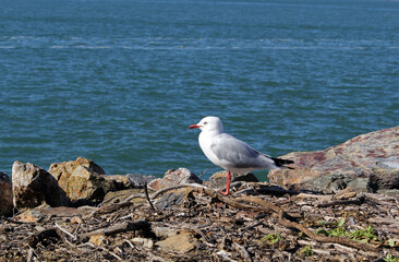 Silver gull seagull bird standing on the edge of the ocean