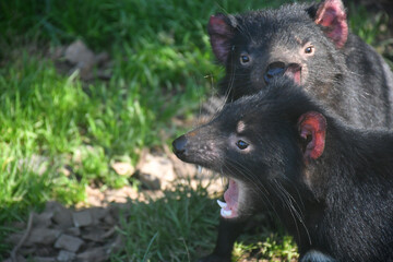 Tasmanian devil mounth
