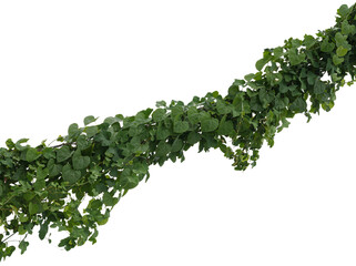 Vine plant, Branch creeper leaf green, Liana tropical nature.