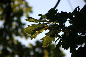 green oak leaves hanging from the branches photographed against the evening yellow light. oak tree branch with green leaves in summer
