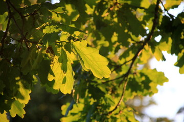 green oak leaves hanging from the branches photographed against the evening yellow light. oak tree branch with green leaves in summer