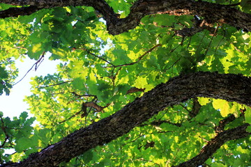 green oak leaves hanging from the branches photographed against the evening yellow light. oak tree branch with green leaves in summer