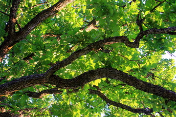 Fototapeta premium green oak leaves hanging from the branches photographed against the evening yellow light. oak tree branch with green leaves in summer