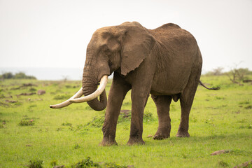 Obraz premium African bush elephant stood on short grass