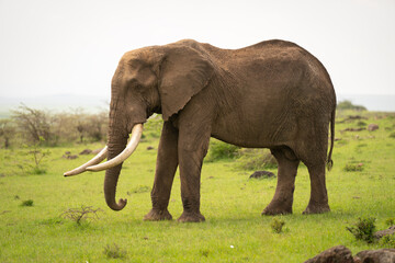 Fototapeta premium African bush elephant stood in short grass