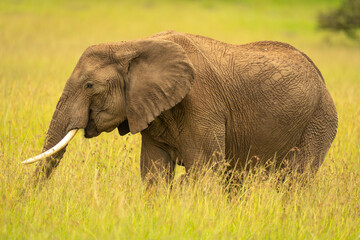 African bush elephant stands feeding in grass