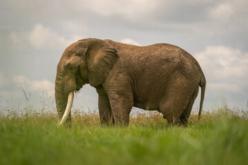 African elephant stands in profile in grass