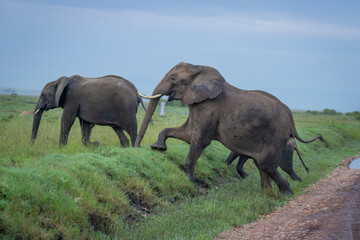 Fototapeta premium African bush elephants climb bank in savannah