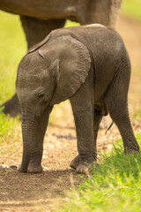 Baby African bush elephant standing on path