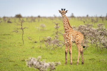 Baby Masai giraffe stands among whistling thorns