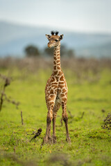 Baby Masai giraffe stands looking at camera