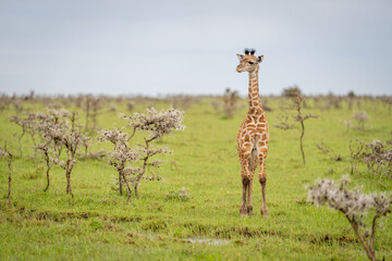 Baby Masai giraffe stood among whistling thorns