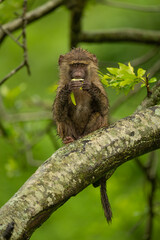 Baby olive baboon eyes camera while eating