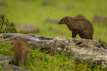 Banded mongoose on lichen-covered rock near another