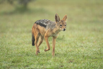 Black-backed jackal approaches camera in dewy grass