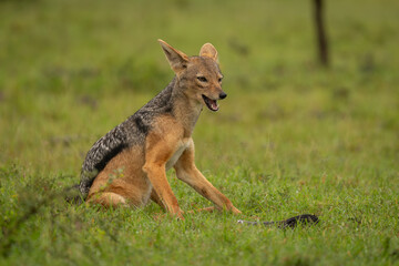 Black-backed jackal sits on grass opening mouth