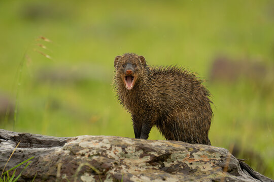 Banded mongoose yawns watching camera on rock