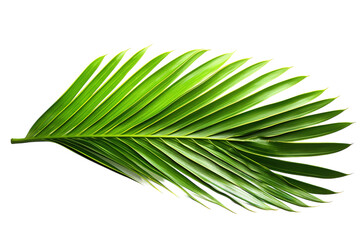 Obraz premium Vibrant Green Palm Leaf Displaying Lush Texture Against White Background in Bright Natural Light on Transparent PNG Background.