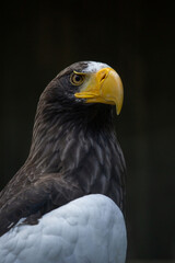Head of steller's sea eagle