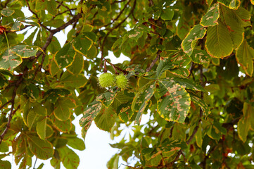 Abstract image of ripe chestnut in autumn park. Horse-chestnuts on conker tree branch - Aesculus...