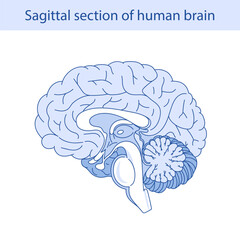 Vector diagram of the internal anatomy of the human brain. Sagittal incision of the brain. Medical infographics.