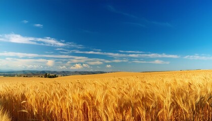 Obraz premium Expansive golden wheat field under a clear blue sky with distant mountains and fluffy clouds providing serene landscape beauty
