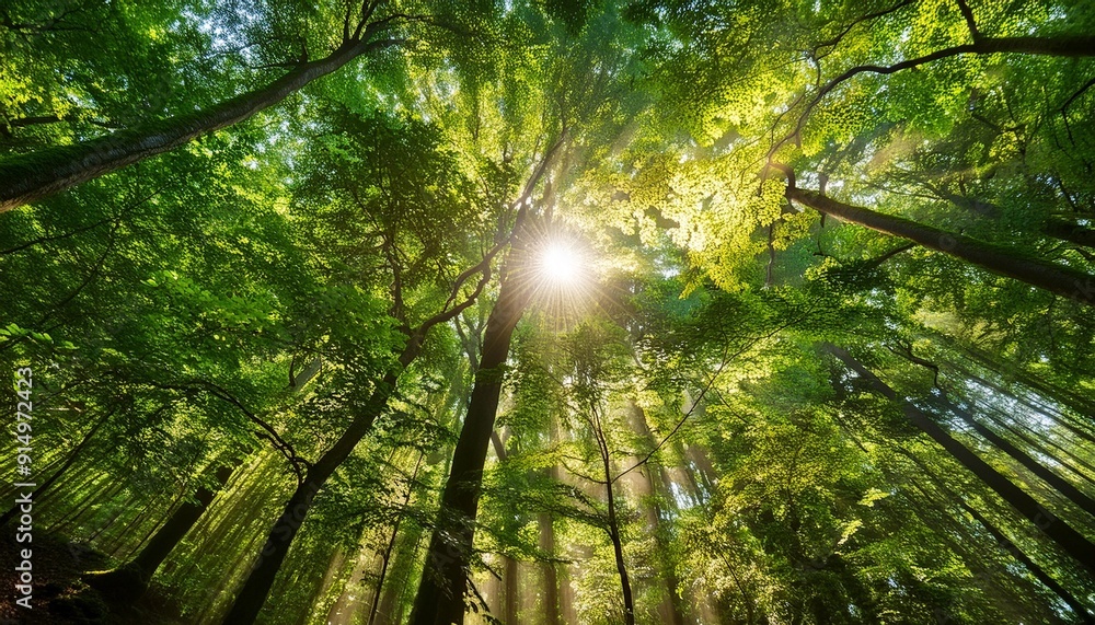Aufkleber sunlight filtering through lush green forest canopy with tall trees basking in warm rays creating a 