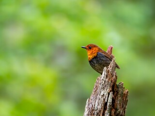 森の中で枯れ木に留まって周りを見渡しているコマドリの雄