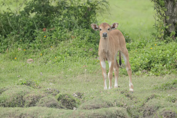 A young Javanese cow is vigilantly monitoring its surroundings. This mammal has the scientific name Bos javanicus.