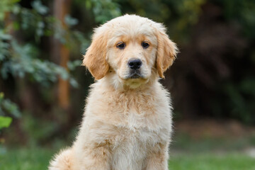 Obraz premium small dog puppy golden retriever labrador 3 months old walks in the park in the summer.