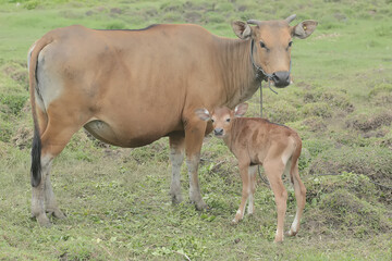 A mother Javanese cow is guarding her calf from predators. This mammal has the scientific name Bos javanicus.