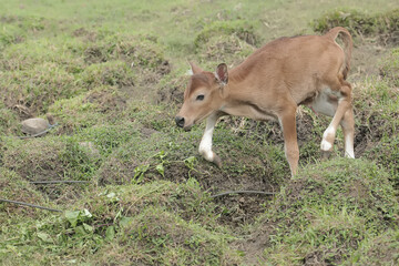 A young Javanese cow is vigilantly monitoring its surroundings. This mammal has the scientific name Bos javanicus.