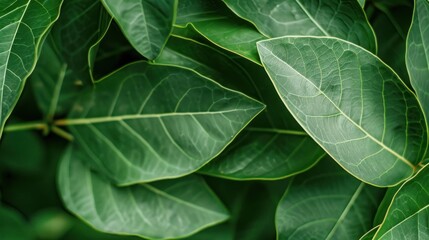 Obraz premium Lush Green Foliage with Intricate Leaf Veins