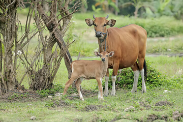 A mother Javanese cow is guarding her calf from predators. This mammal has the scientific name Bos javanicus.