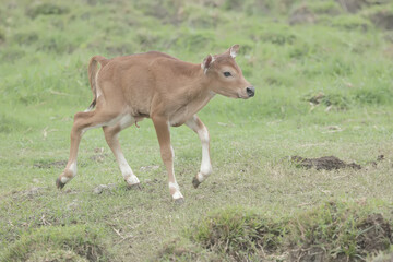 A young Javanese cow is vigilantly monitoring its surroundings. This mammal has the scientific name Bos javanicus.