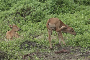 Two young Javanese cows are resting in the meadow. This mammal has the scientific name Bos javanicus.