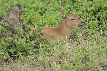 A young Javanese cow is vigilantly monitoring its surroundings. This mammal has the scientific name Bos javanicus.
