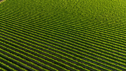 Aerial View of Symmetrical Vineyard Rows Captured by Drone