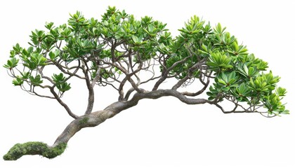 Tree Branch with Green Leaves and Twisted Trunk