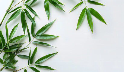 Fototapeta premium Green bamboo with leaves isolated on a white background with clipping path and full depth of field isolated on a white background, design